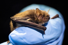 Myotis californicus