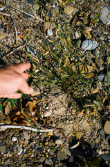 Equisetum × nelsonii