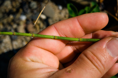 Equisetum × nelsonii