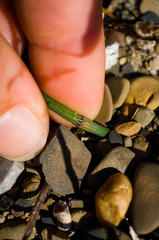 Equisetum × nelsonii