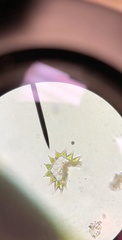 Hydrodictyaceae