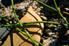 Equisetum × nelsonii