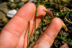 Equisetum × nelsonii