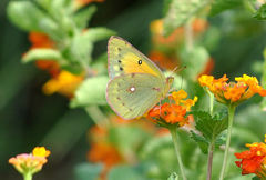 Colias eurytheme