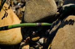 Equisetum × nelsonii