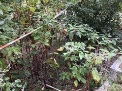 Phytolacca americana