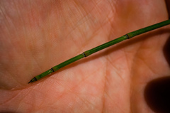 Equisetum × nelsonii