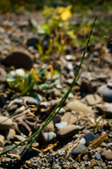 Equisetum × nelsonii