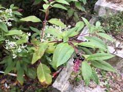 Phytolacca americana
