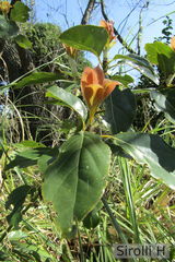 Cinnamomum glanduliferum