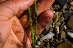 Equisetum × nelsonii