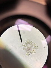 Hydrodictyaceae