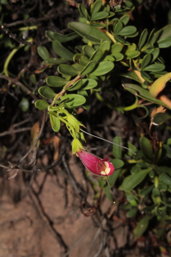 Jarritos Beardtongue (Penstemon coriaceus)