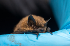 Myotis californicus