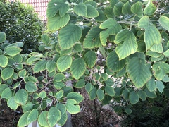 Broussonetia papyrifera