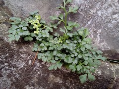 Asplenium ruta-muraria