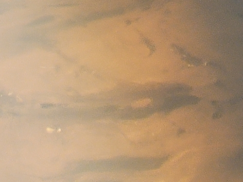 Common Gudgeon, 7795 DB Diffelen, Nederland, photo 6 of 10