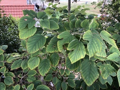 Broussonetia papyrifera