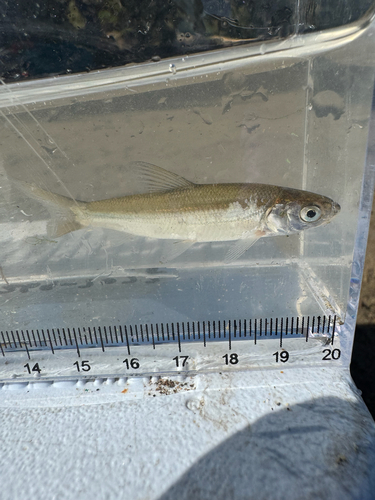 Sacramento Splittail (Pogonichthys macrolepidotus) — Cyprinidae — 3