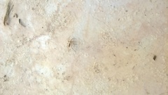 Araneae