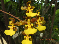 Trichocentrum bicallosum