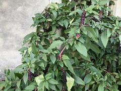 Phytolacca americana