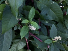 Phytolacca americana
