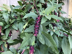 Phytolacca americana