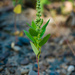 Chenopodium album album - Photo (c) Erik Danielsen, algunos derechos reservados (CC BY-NC), subido por Erik Danielsen