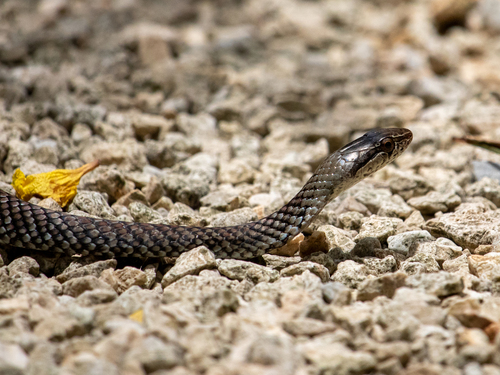 Grand Cayman Racer