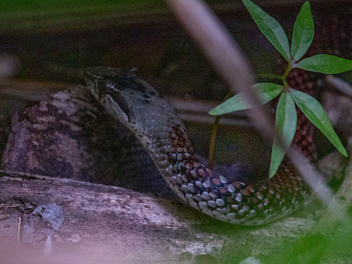 Grand Cayman Racer