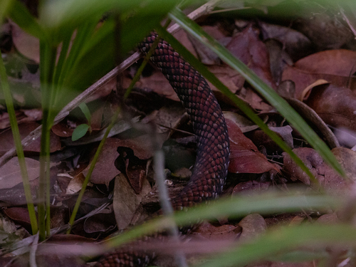 Grand Cayman Racer