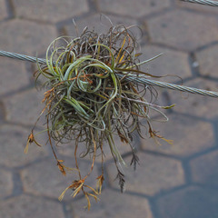 Tillandsia
