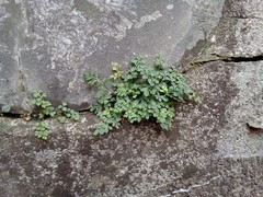 Asplenium ruta-muraria