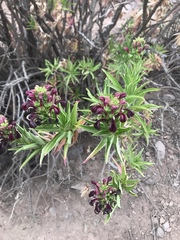 Lobelia polyphylla