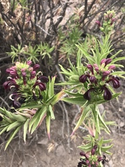 Lobelia polyphylla