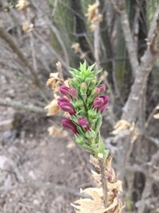 Lobelia polyphylla