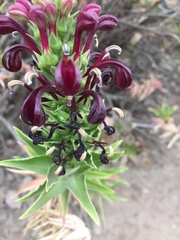 Lobelia polyphylla