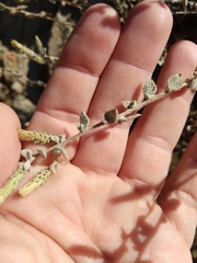 Brickellia nevinii