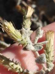 Brickellia nevinii