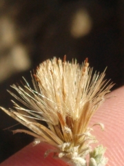 Brickellia nevinii