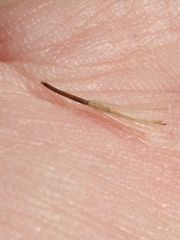 Brickellia nevinii