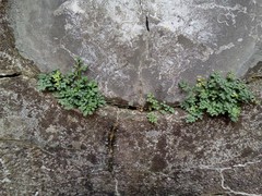 Asplenium ruta-muraria