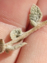 Brickellia nevinii