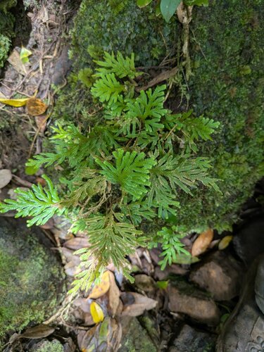 Dwarf spikemoss (Selaginella arbuscula)