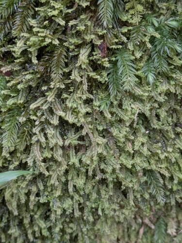 Plagiochila gaudichaudii observed 2025-06-27