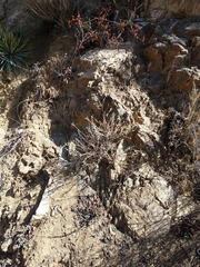 Brickellia nevinii