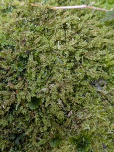 Plagiochila gaudichaudii observed 2025-06-27