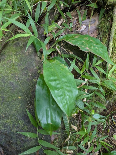 Palisota bracteosa, photograph 6