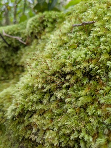 Leucobryum gracile observed 2025-06-27
